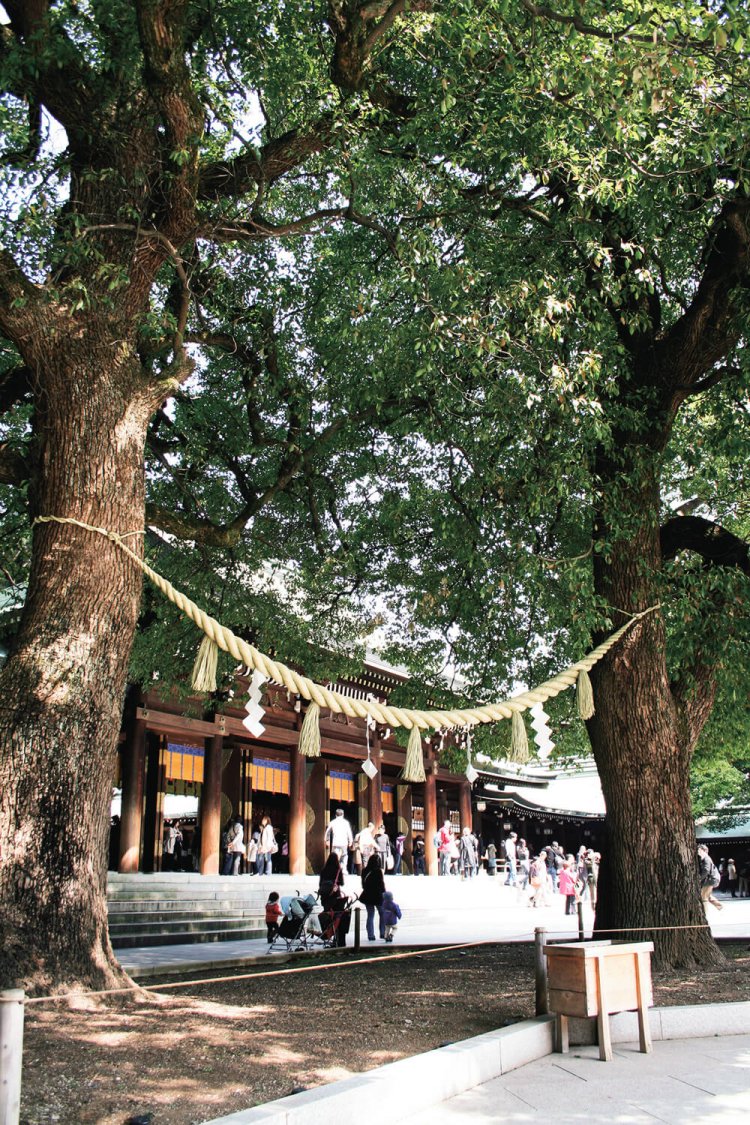 明治神宮拝殿前にある夫婦楠（クスノキ）。良縁を呼ぶパワースポットといわれている。