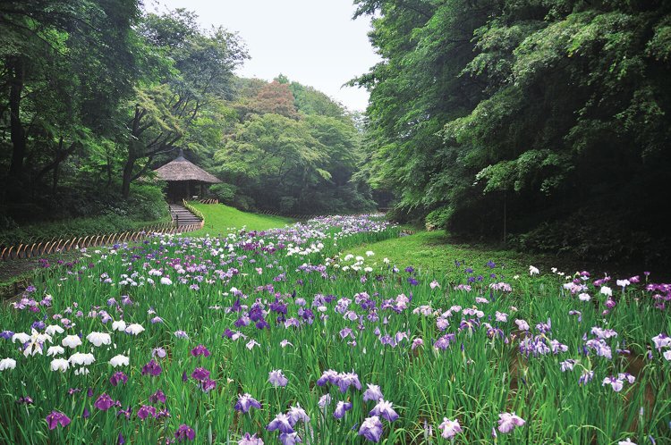 見事なハナショウブ。