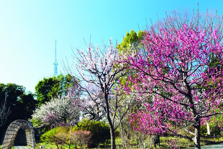 向島百花園（むこうじまひゃっかえん）