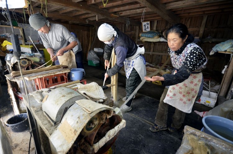 発酵した麻の表皮から麻垢を削り取り、繊維を取り出す麻ひき作業。