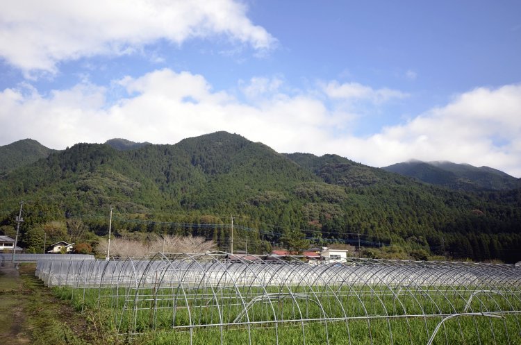 右端の羽賀場山に一等三角点があり、左端の天久山まで縦走可。ルート復旧を待って挑戦を。