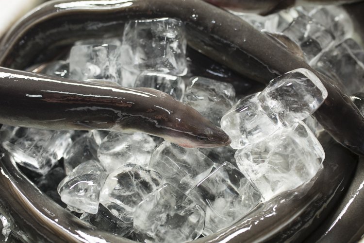 使用するうなぎはすべて国産。