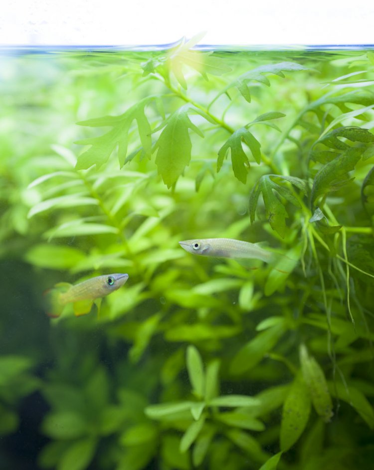 水槽の席では小魚に見とれる。