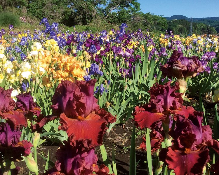 中東原産アヤメ科のジャーマンアイリス。切り花や鉢植えの直売も