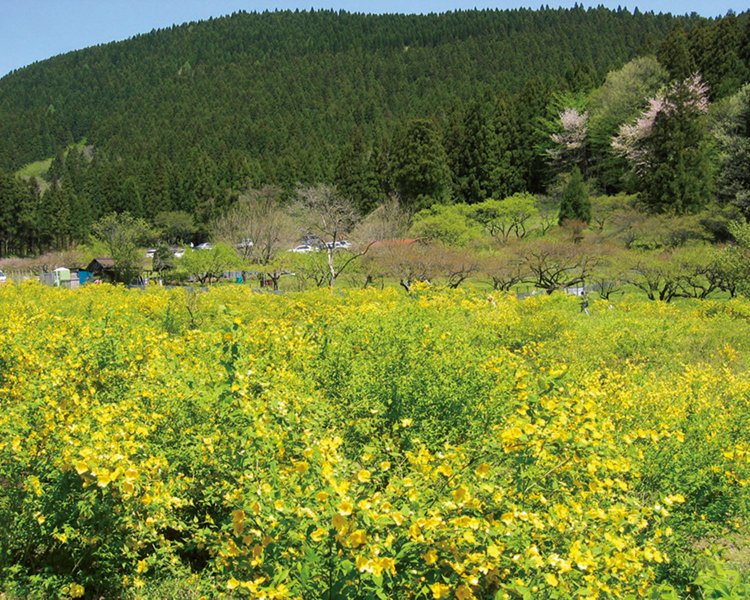 万葉集の歌に詠まれるほど昔から日本人に親しまれてきたヤマブキ。