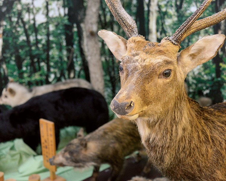 県内で死亡した野鳥や野生動物の剝製がある鳥獣資料館研修館。