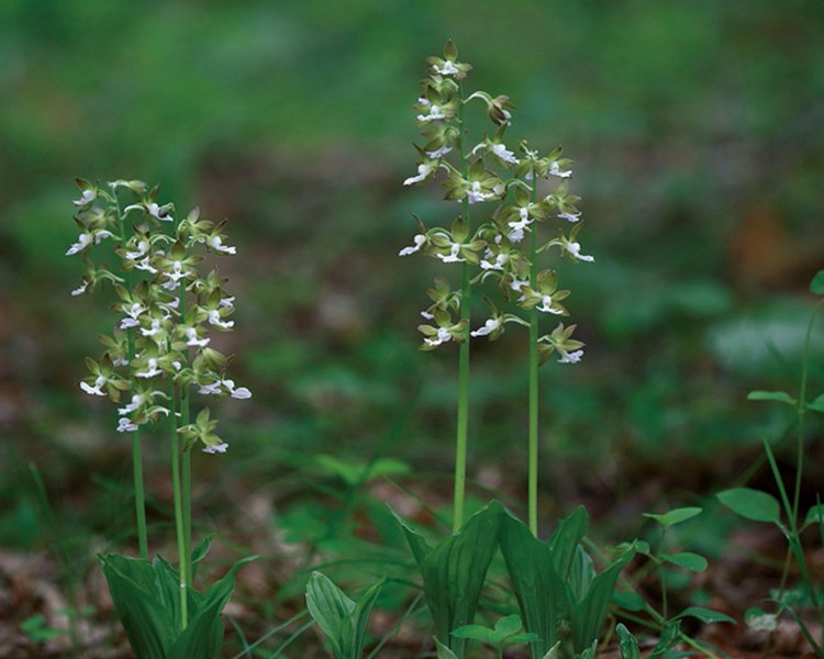 小根山に自生するエビネラン群生地。300株あまりが5月に開花する。