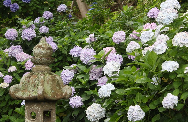 山中の神社ならではの野鳥のさえずりもよきＢＧＭ。