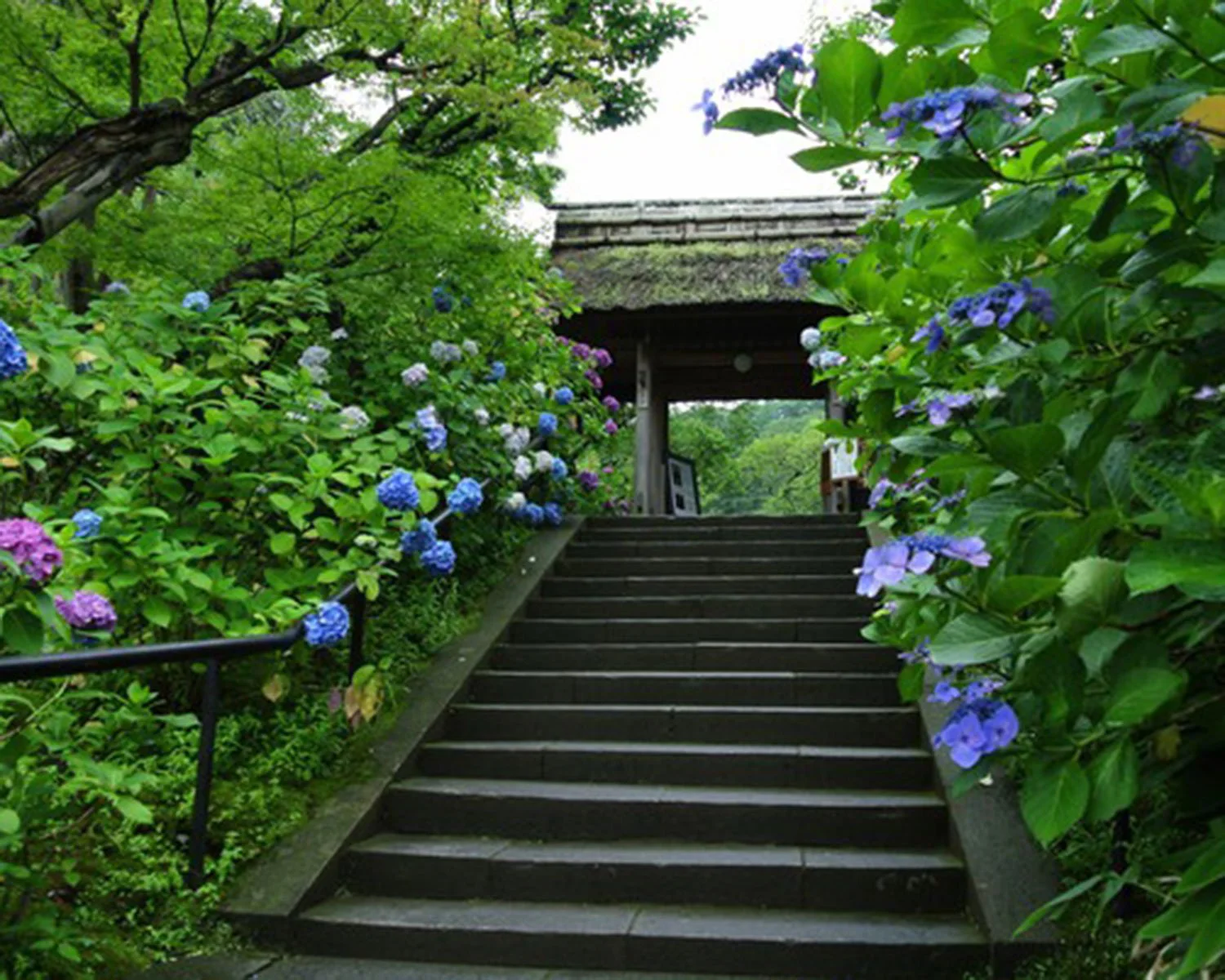 東慶寺 鎌倉 寺 さんたつ By 散歩の達人