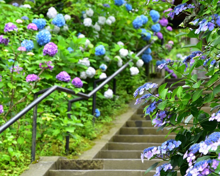 石段脇では鮮やかなアジサイ達がお出迎え。