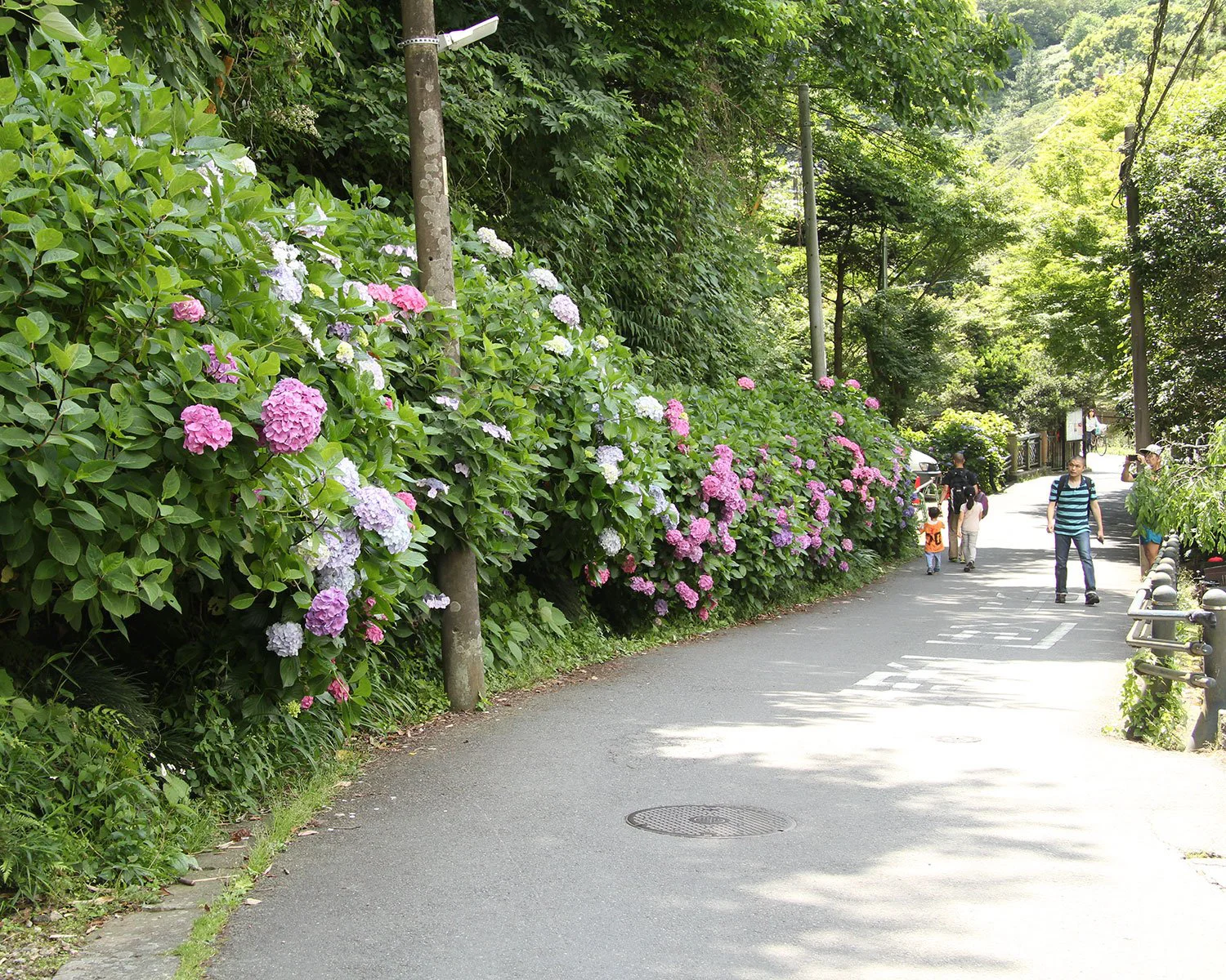 鎌倉アジサイの新名所を巡る 地元民おすすめスポットを紹介 さんたつ By 散歩の達人