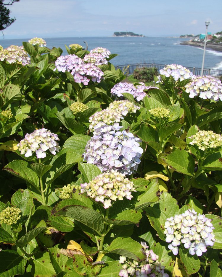 海が一望はここだけ。富士山が見えたらラッキー。