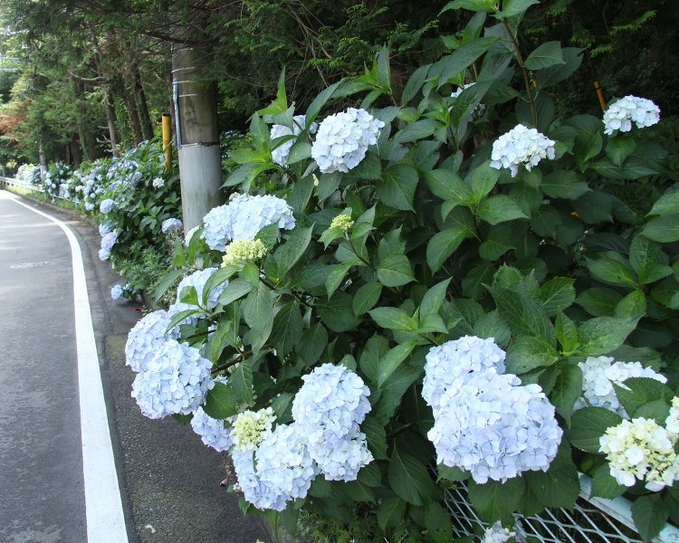 地元の方が丹精込めて育て上げたアジサイが楽しめる。