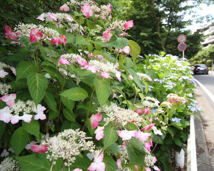 バスを待つ人の目を和ませる花々。