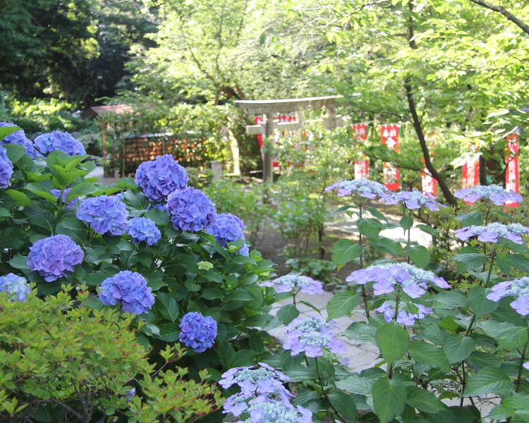 参道一面、紫のアジサイで染まる。