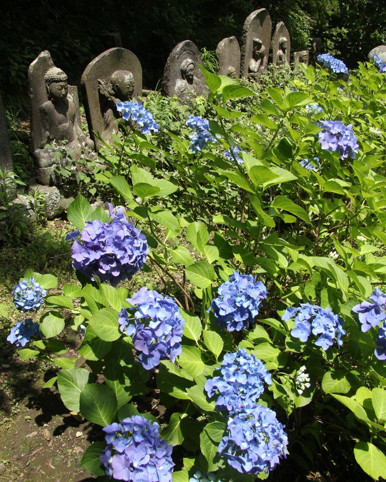 アジサイと石仏の向こうに本堂の屋根が見えて壮観！