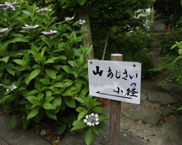 高台の散策路でヤマアジサイを観賞。