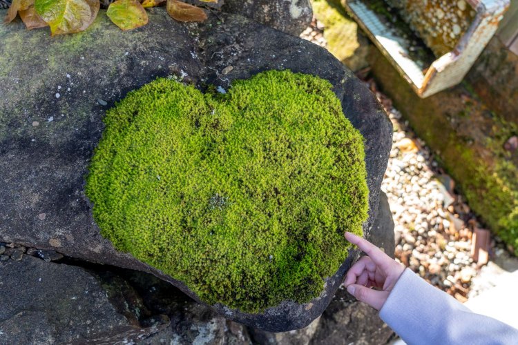 境内の一角にはハート型をした苔が。探してみよう！