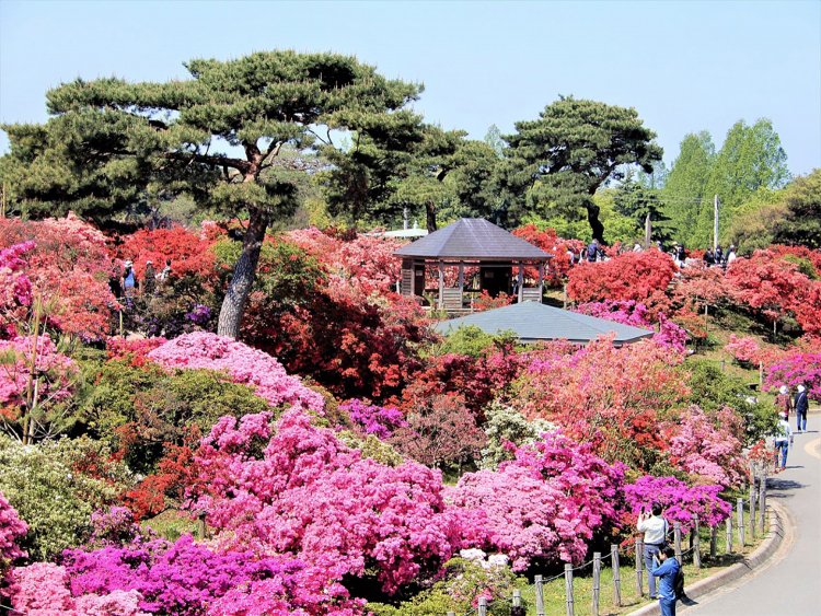 『つつじが岡公園』のメインスポット、花山(はなやま)