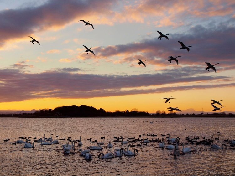 多々良沼～実りの沼～02