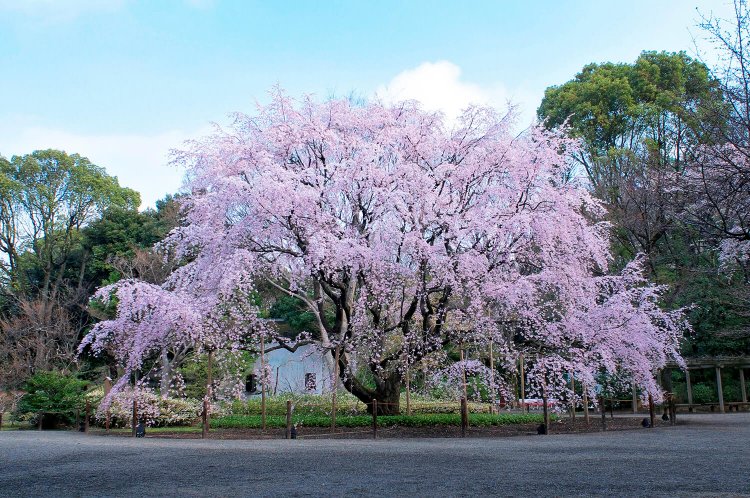 巣鴨駅からはじめる巣鴨・駒込・王子散歩～おばあちゃんの街から桜の名所めぐりコース