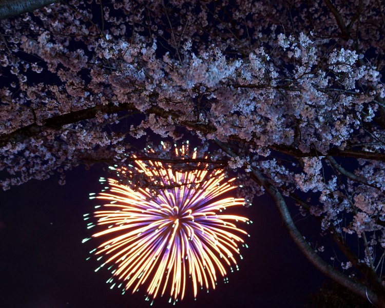夜桜の美しさを際立たせる花火。