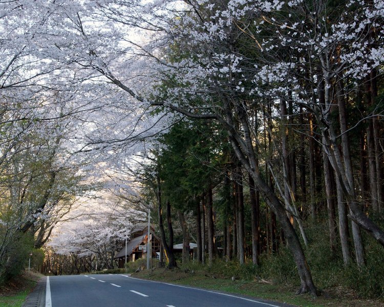 自転車で越えたい古の峠道。春は見事なサクラのトンネルになる。