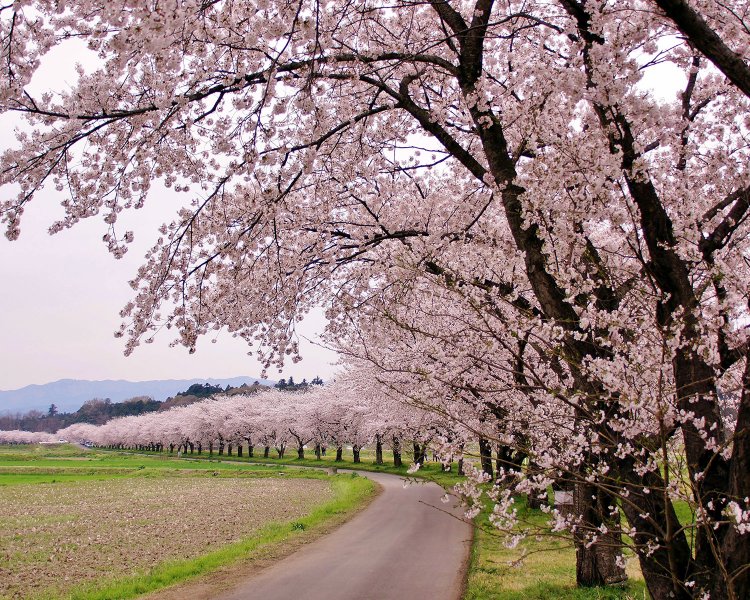 都幾川桜堤の絶景。満開のサクラに何往復もしたくなる。