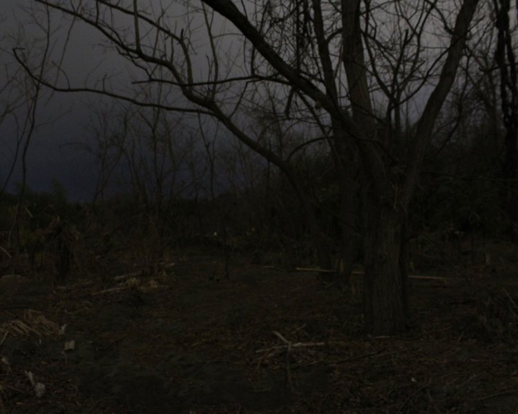 河辺荒野のさらさらの砂地に広がる疎林。市街を流れる川の河川敷とは思えない景色。