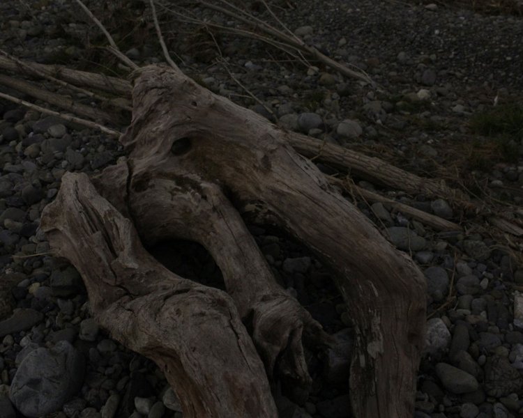 闇の中でゾウの顔に見えて、二度見した。去年の台風のせいで、河川敷に流木が多い。