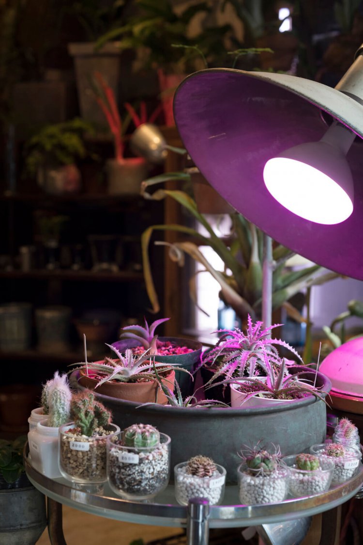 赤紫色の光は植物の育成用のライト。