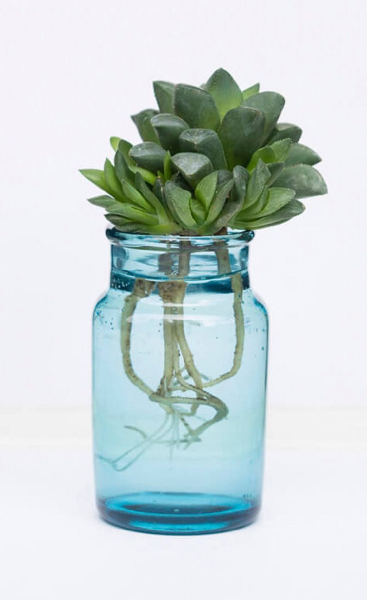 日本製の古い瓶を活かした多肉植物の水耕栽培3500円。