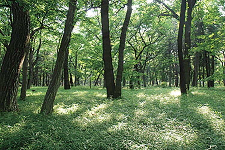 井の頭自然文化園と吉祥寺通りを隔てた南側に、武蔵野の自然を残した雑木林が広がる。