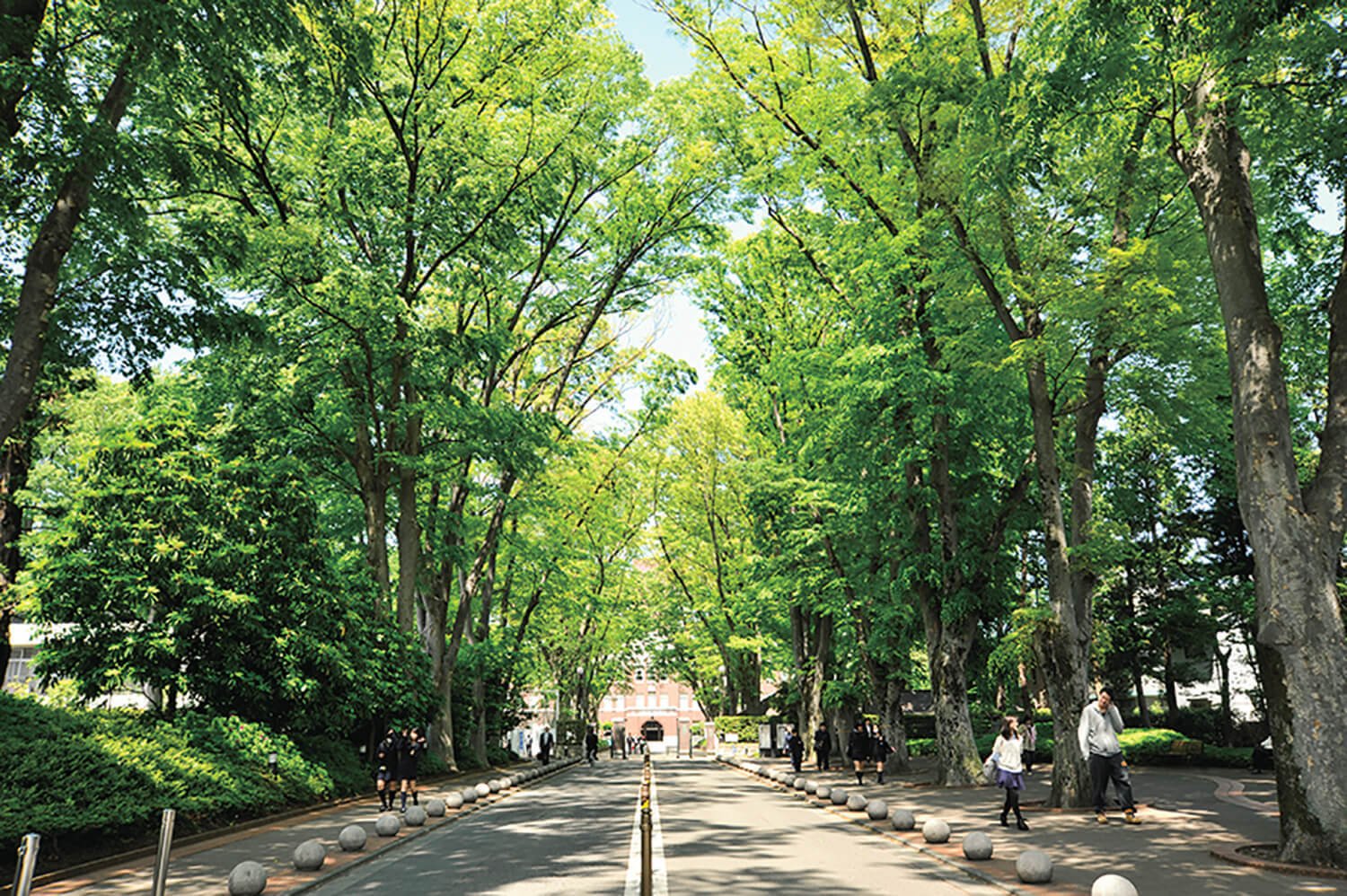 成蹊学園ケヤキ並木 吉祥寺 散歩 さんたつ By 散歩の達人