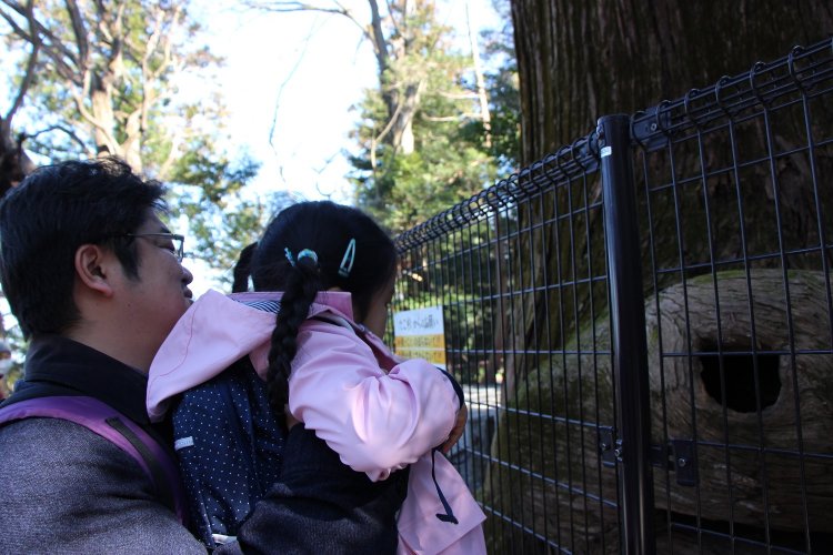 不思議な形の「たこ杉」をのぞいてみる。