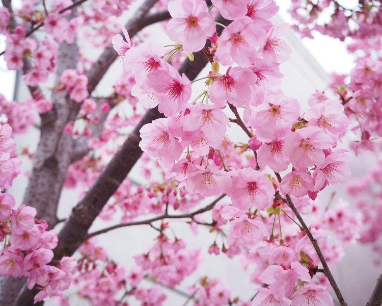 山手線歩いて一周