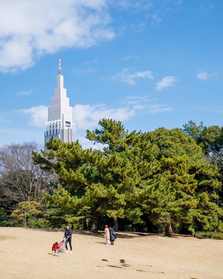 明治神宮の広い芝生。緑の中を散策したり、のんびりくつろぐ人も。