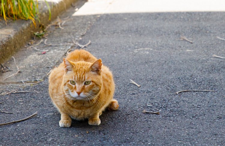 山手線の駅からさんぽ ～日暮里駅から西日暮里駅～