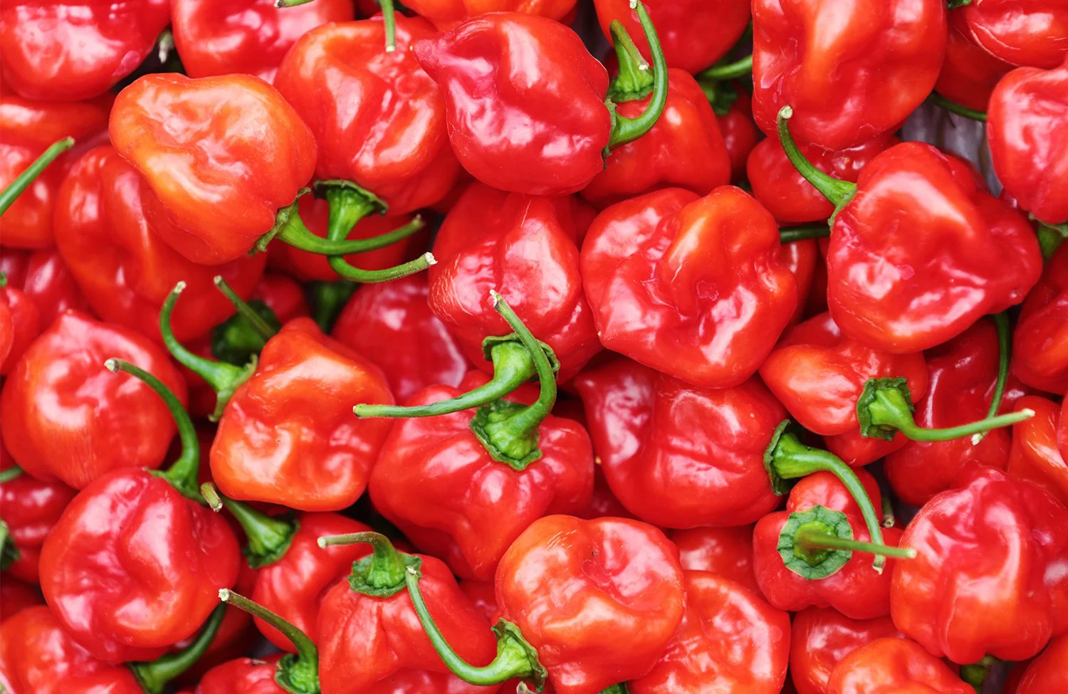 柏は野菜がうまい とっておきの店で 柏野菜 グルメを味わい尽くす さんたつ By 散歩の達人