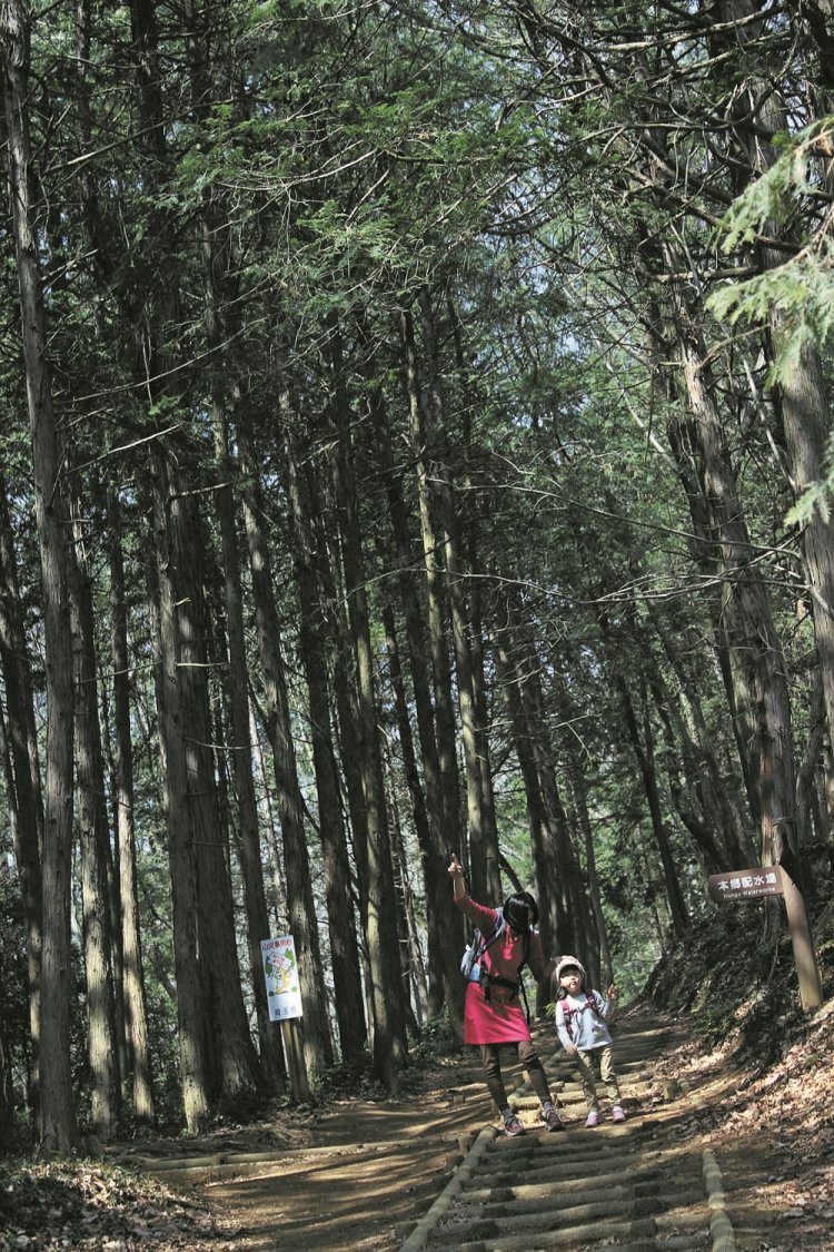 明るい樹林帯を歩く。