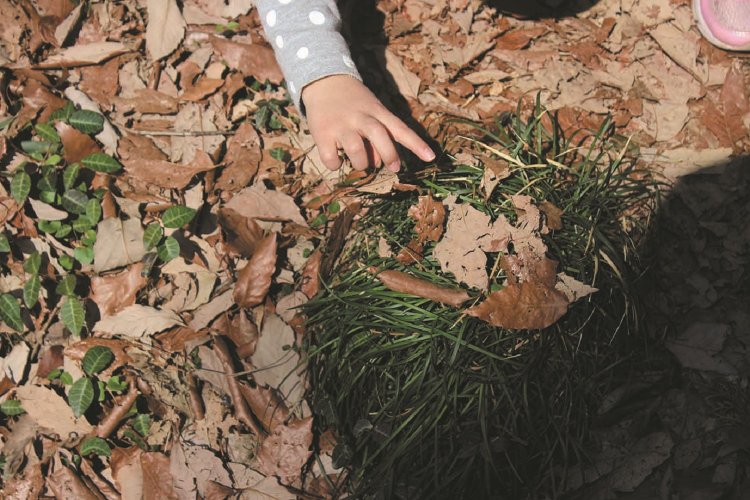 落ち葉を集めて自然観察。森には子どもの好奇心をくすぐるものがたくさんある。