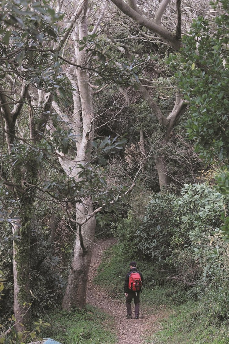 三浦富士山頂から砲台山へと向かう道中。緑がまぶしい。道中、展望はないが明るい樹林帯歩きが快適だ。