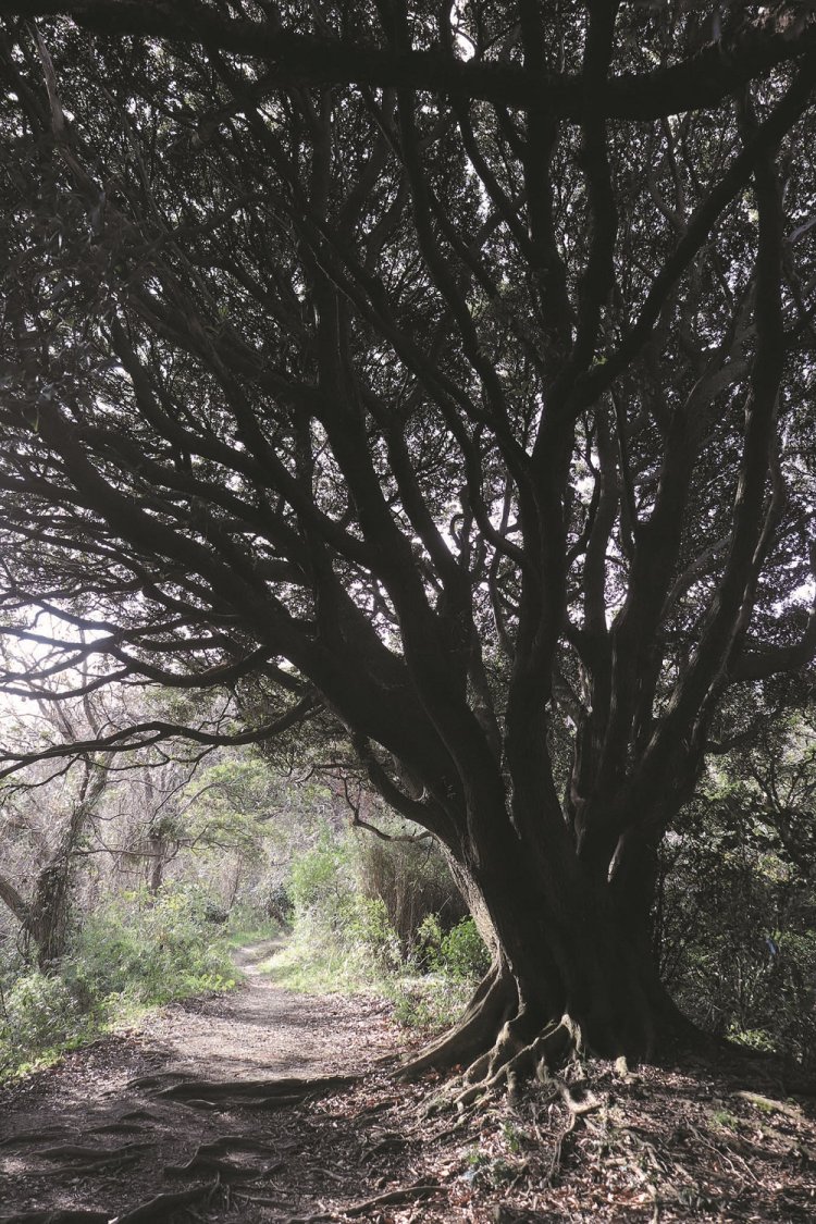 砲台山から武山へと向かう登山道でみつけた樹木のトンネル。子どもにとっては、これもちょっとしたアトラクション。