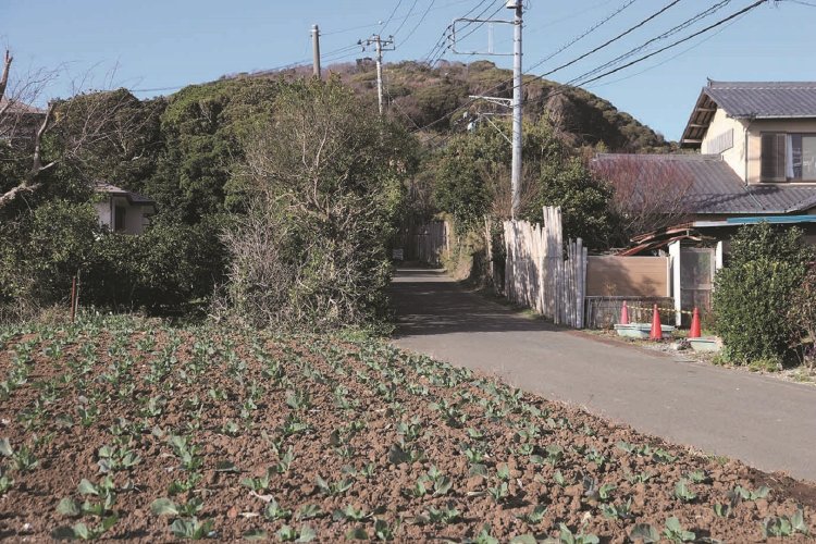 武山から津久井浜観光農園に下る道中。