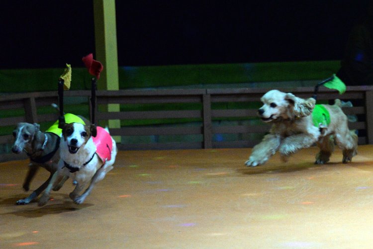 「わんわん劇場」のドッグレースやドッグショーで盛り上がろう。