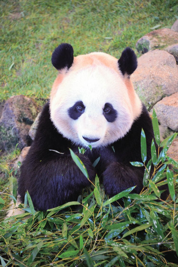 双子で生まれた５歳の桃浜（トウヒン）。