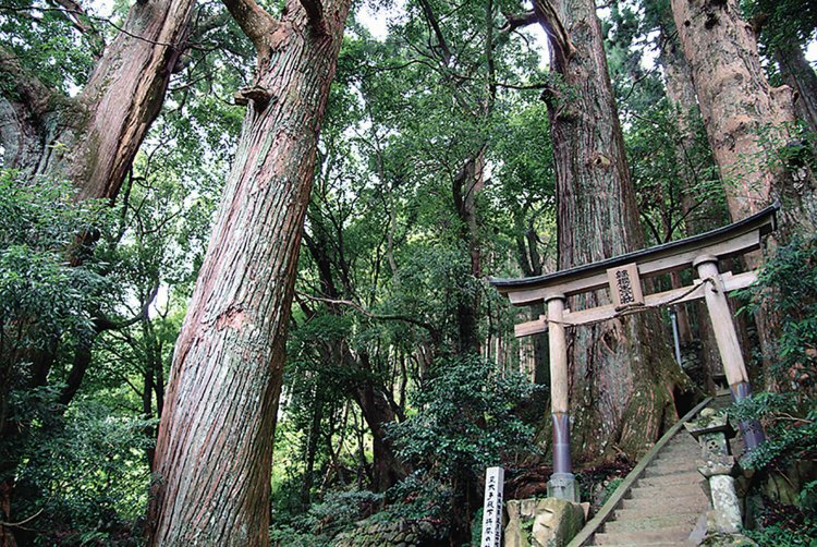 野中の一方杉がそびえる継桜（つぎさくら）王子。真下に名水百選の「野中の清水」もある。