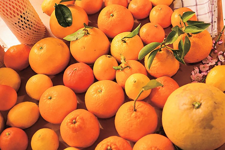 『紀州 原農園』で栽培される柑橘は40種類以上。