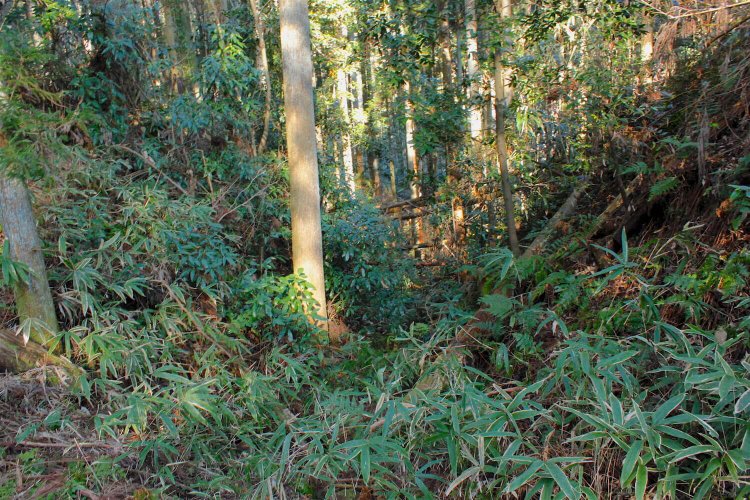 本丸北側の畝状竪堀の一部。明確なV字が残る。