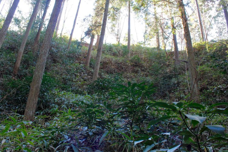 本丸直下の横堀から切岸を見上げる。